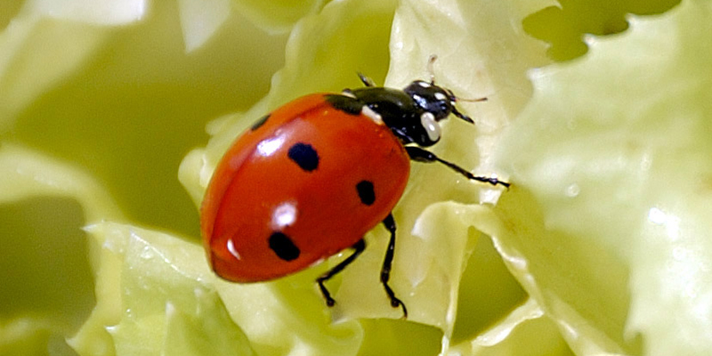 Autour du jardin