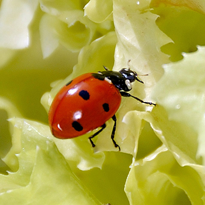 Autour du jardin